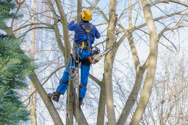 Rhinelander, WI Tree Removal Services Company