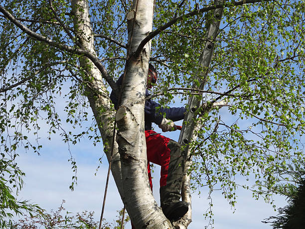 How Our Tree Care Process Works  in  Rhinelander, WI