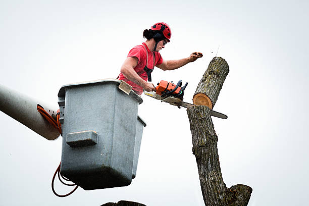 Best Tree Trimming and Pruning  in Rhinelander, WI